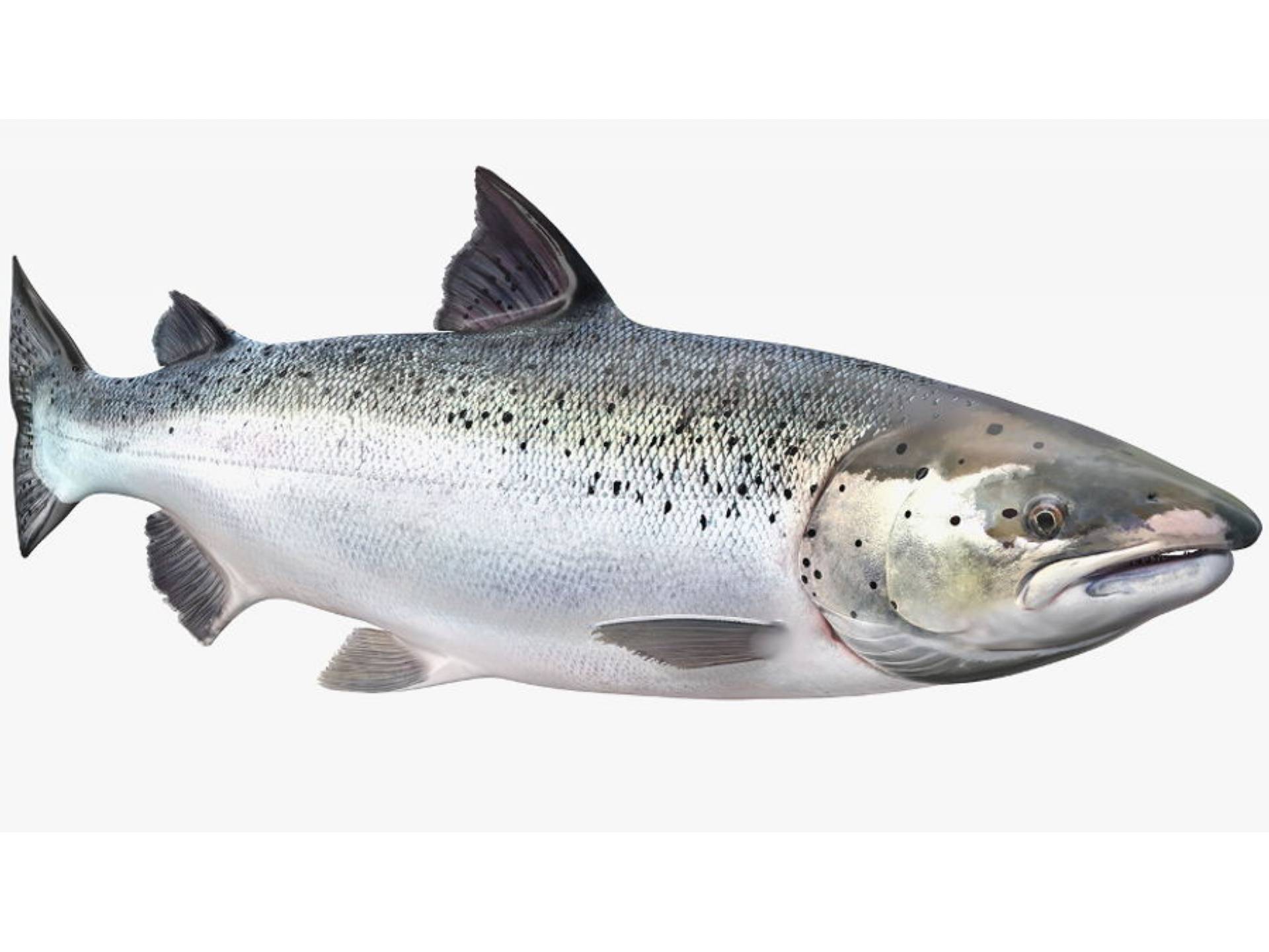 SALMONE INTERO EVISCERATO 5/6KG FRESCO